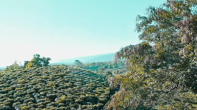 Beautiful Hill and tee garden with jaflong