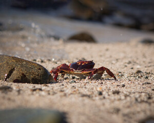 Cangrejo en playa caminando 