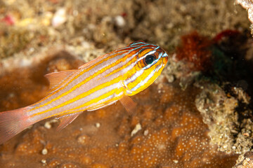 Indonesia, Raja Ampat, Orange-lined Cardinalfish (Apogon cyanosoma)