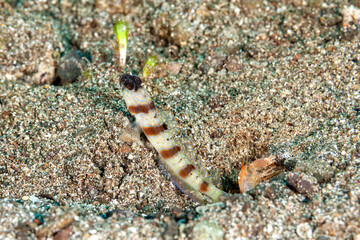 Indonesia, Raja Ampat, Redmargin Shrimpgoby (Amblyeleotris rubrimarginata) and its friend shrimp