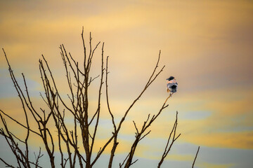 Obraz premium A dead tree without leaves on the beach and a bird on it
