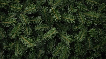 A dense group of pine trees in a natural setting, ideal for outdoor or environmental designs