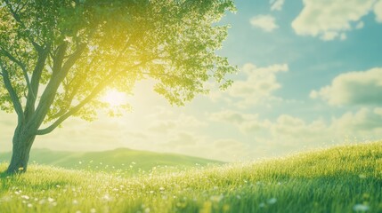 Obraz premium Green grass field lawn with tree and yellow sunlight against blue sky. Green Meadows Beautiful Journey Through Nature Great as a background, web banner