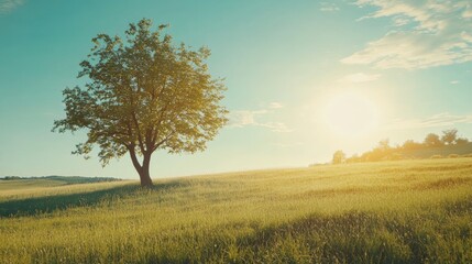 Obraz premium Green grass field lawn with tree and yellow sunlight against blue sky. Green Meadows Beautiful Journey Through Nature Great as a background, web banner