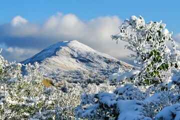 Snowy mountain with trees in the foreground, suitable for winter or nature-themed projects