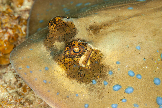 Indonesia, Raja Ampat, Moluccan Bluespotted Maskray (Neotrygon moluccensis)