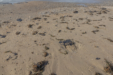 Fuel oil on a sandy beach. The spill of fuel oil in the sea leads to the death of animals and environmental pollution. An environmental disaster. Pollution of nature.