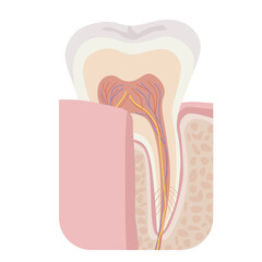 Tooth anatomical structure. Flat illustration