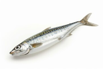 Fototapeta premium Fresh mackerel on clean white background