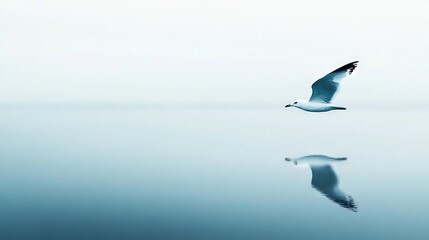   Seagull above water, reflections in its wings