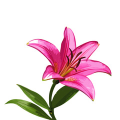 Naklejka premium Beautiful pink lily flower isolated vector illustration (1)