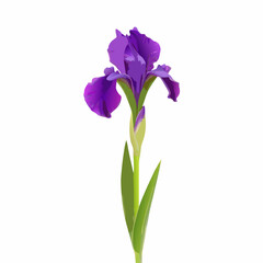 Iris flower isolated on white surface vector illustration (1)