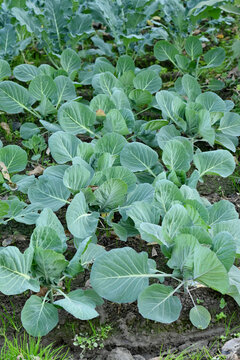 closeup the bunch ripe green cabbage plant growing in the farm soft focus natural green brown background.
