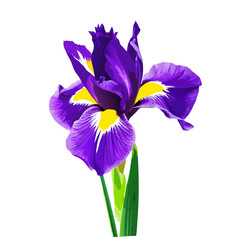 Side view of dark purple color iris flower vector illustration (4)