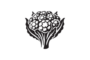 simple and unobtrusive cauliflower vector silhouette illustration isolated in white background
