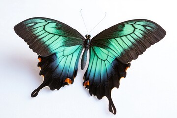 A close-up image of a green and black butterfly resting on a white surface, perfect for nature or wildlife photography uses