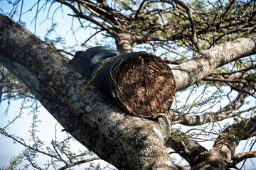 Ethiopian bee catching trap in a tree at a public park