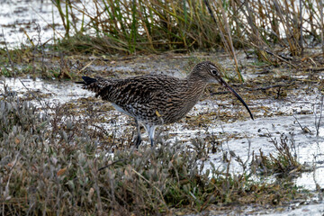 Eurasian Curlew (Numenius arquata) - Found in wetlands and mudflat -  spotted at Bull Island, Dublin.