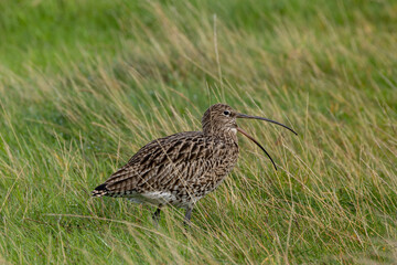 Eurasian Curlew (Numenius arquata) - Found in wetlands and mudflat -  spotted at Bull Island, Dublin.