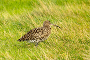 Eurasian Curlew (Numenius arquata) - Found in wetlands and mudflat -  spotted at Bull Island, Dublin.