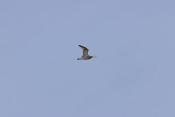 Eurasian Curlew (Numenius arquata) - Found in wetlands and mudflat -  spotted at Bull Island, Dublin.