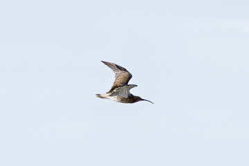 Eurasian Curlew (Numenius arquata) - Found in wetlands and mudflat -  spotted at Bull Island, Dublin.