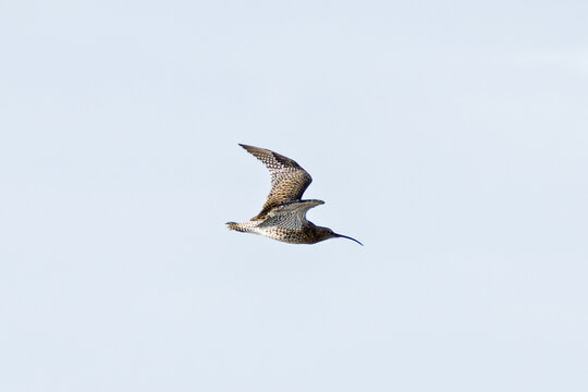 Eurasian Curlew (Numenius arquata) - Found in wetlands and mudflat -  spotted at Bull Island, Dublin.