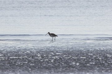 Eurasian Curlew (Numenius arquata) - Found in wetlands and mudflat -  spotted at Bull Island, Dublin.