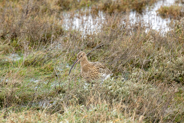 Eurasian Curlew (Numenius arquata) - Found in wetlands and mudflat -  spotted at Bull Island, Dublin.