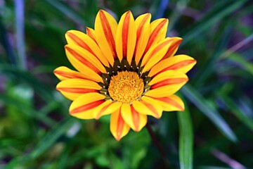 Marguerite Africaine
