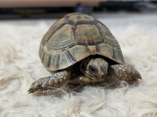 turtle on a rock
