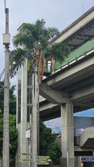 Urban palm tree underpass view. Concrete structures, lush green foliage, and sky visible.