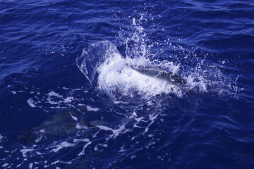 Fototapeta premium Amberjack Crushing Bait on the Surface