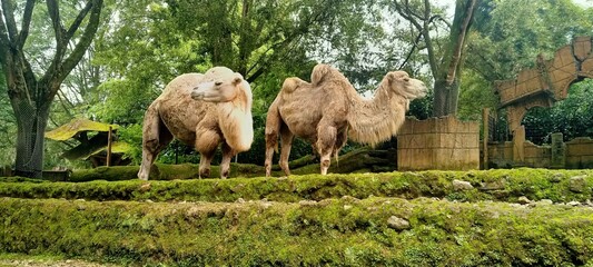 Two camels standing in a lush, green environment with trees in the background.