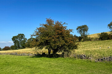 A tree stands prominently in a grassy field with a backdrop of rolling hills and a blue sky. Sheep can be seen grazing in the distance, adding a serene touch to the rural landscape near, Elslack, UK