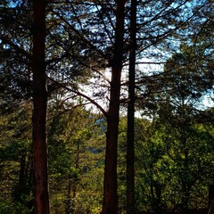 sunset in the forest