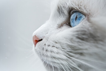 animals in photography, close-up of a ragdoll cat with soft, azure-blue eyes against a white backdrop, exuding a gentle and composed essence