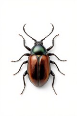 a close up of a beetle on a white surface with a white background