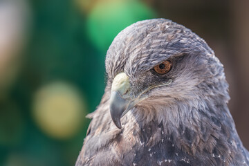 Fototapeta premium Close-up of an eagle's head