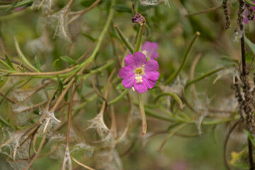 Pink great hairy willowherb wildflower, closeuup, selective focus on a green bokeh background - Epilobium hirsutum 