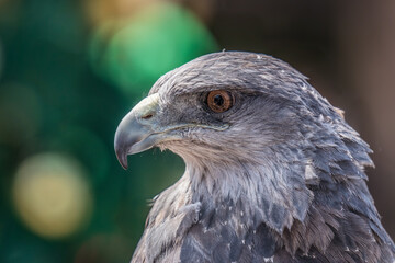 Close-up of an eagle's head