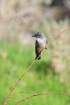 Ash-throated Flycatcher