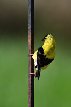 American Goldfinch