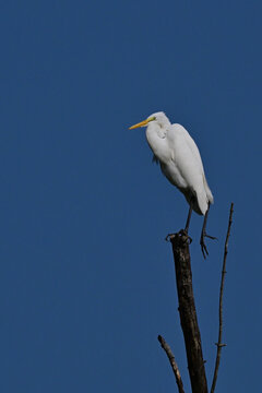 great white heron