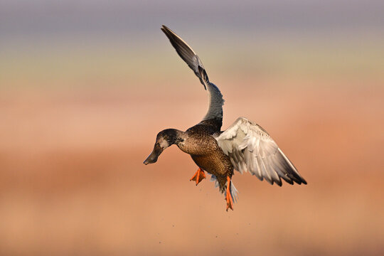 Bufflehead Duck Landing in a Pond