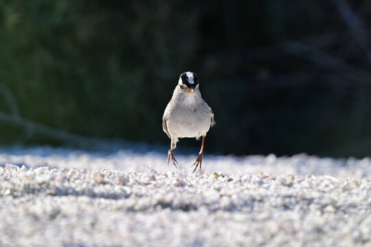 sparrow hops along a beach