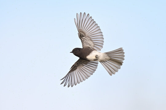 Black Phoebe Flycatcher in Flight