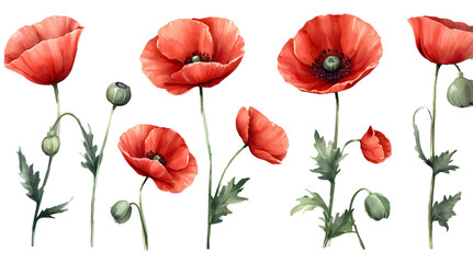 Fototapeta premium Watercolor Red Poppies Wildflower Set Isolated on Transparent Background