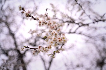 white blossom tree December Sweden