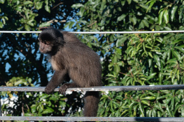 Portrait of a young macaque at a park in a sunny day in Rio de Janeiro, Brazil